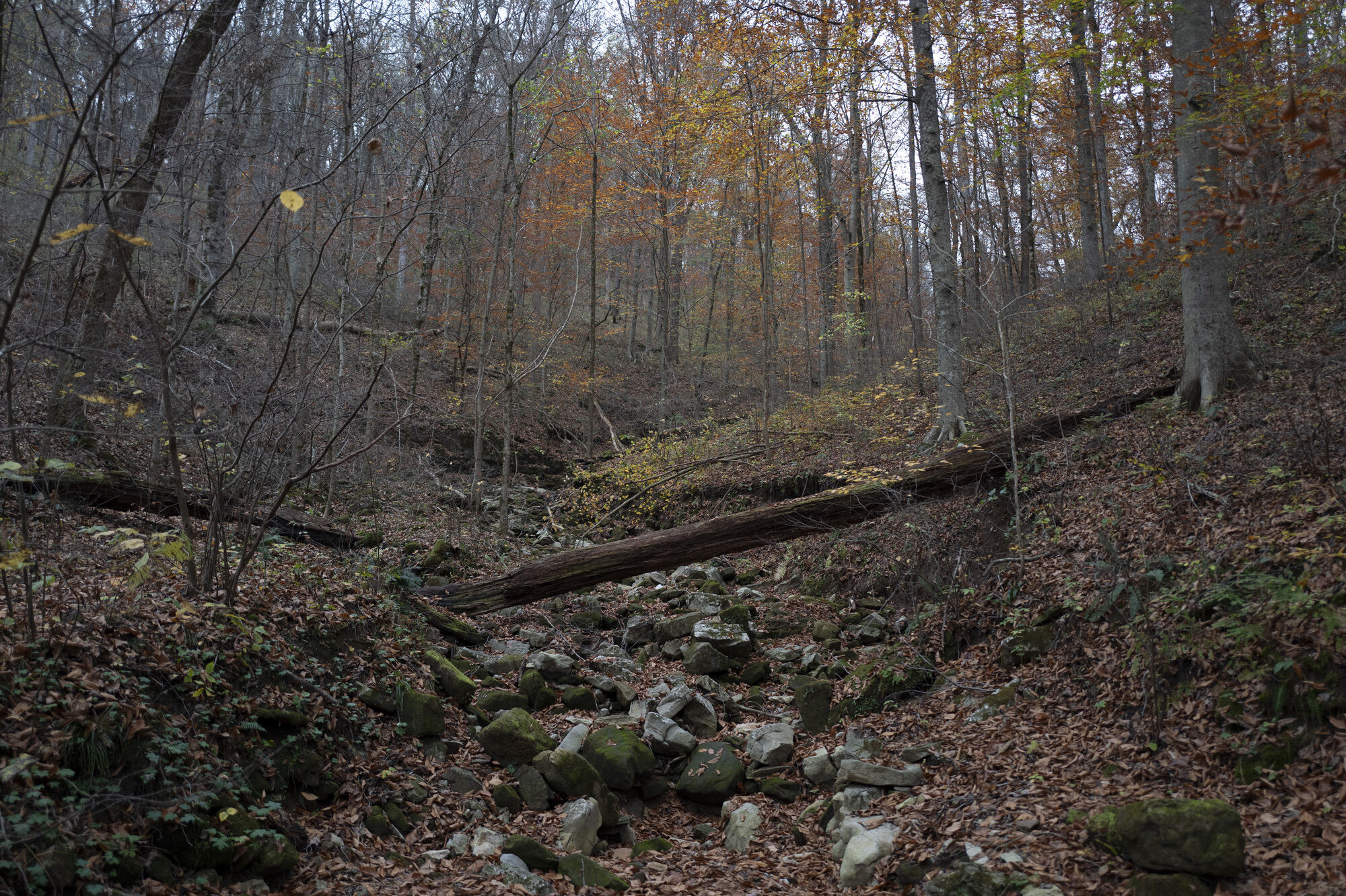 forest image