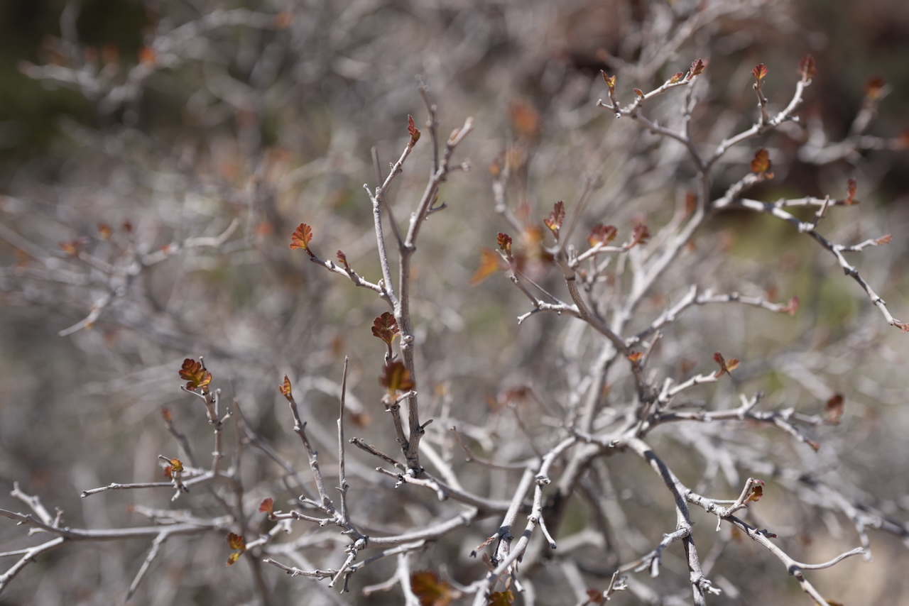 Leaves