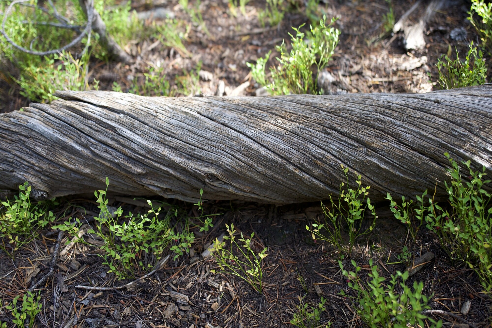 Twisted tree limb