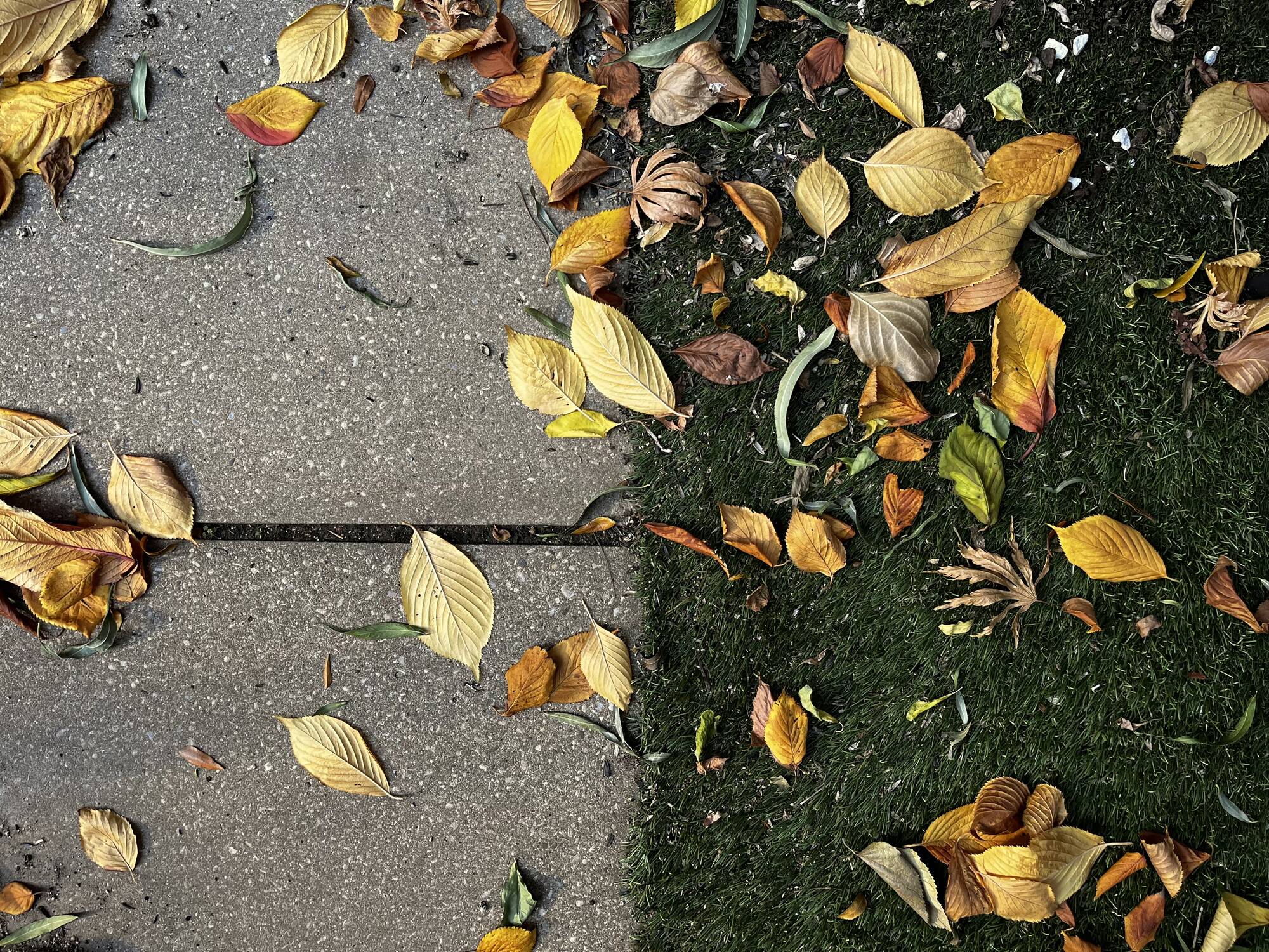 The autumn leaves force contemplation on us all, I think.