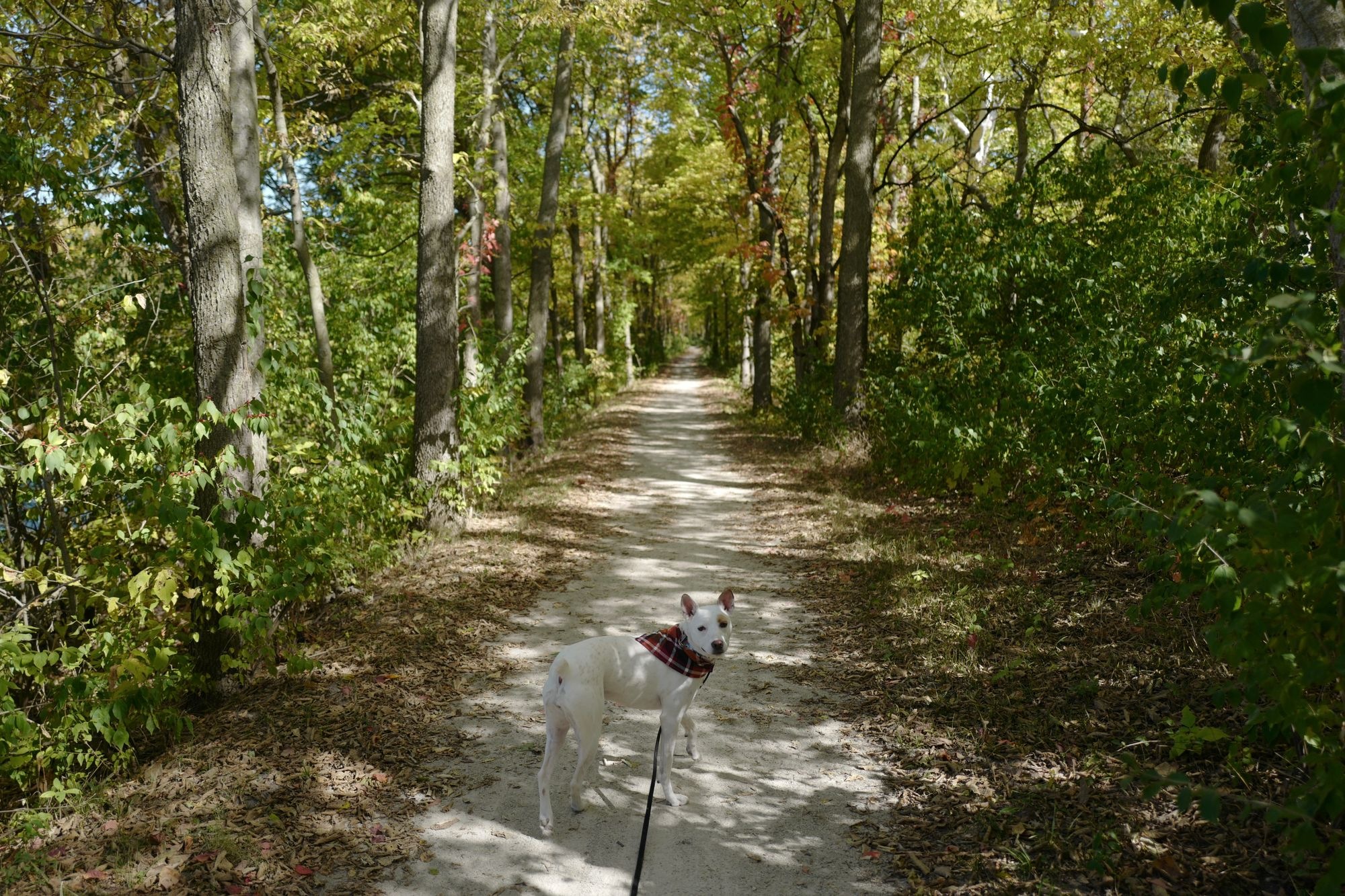 Indigenous Peoples Day Walk