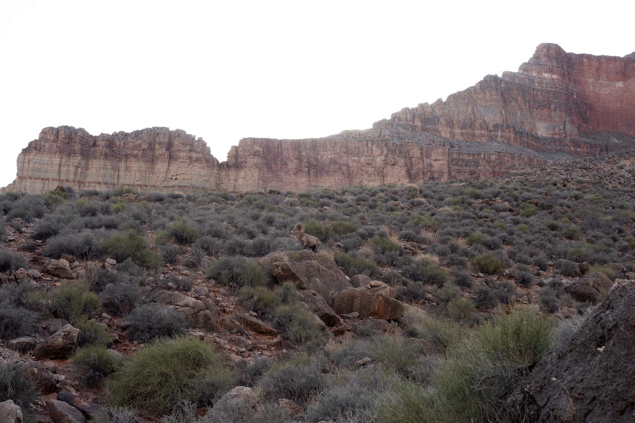 big horn sheep