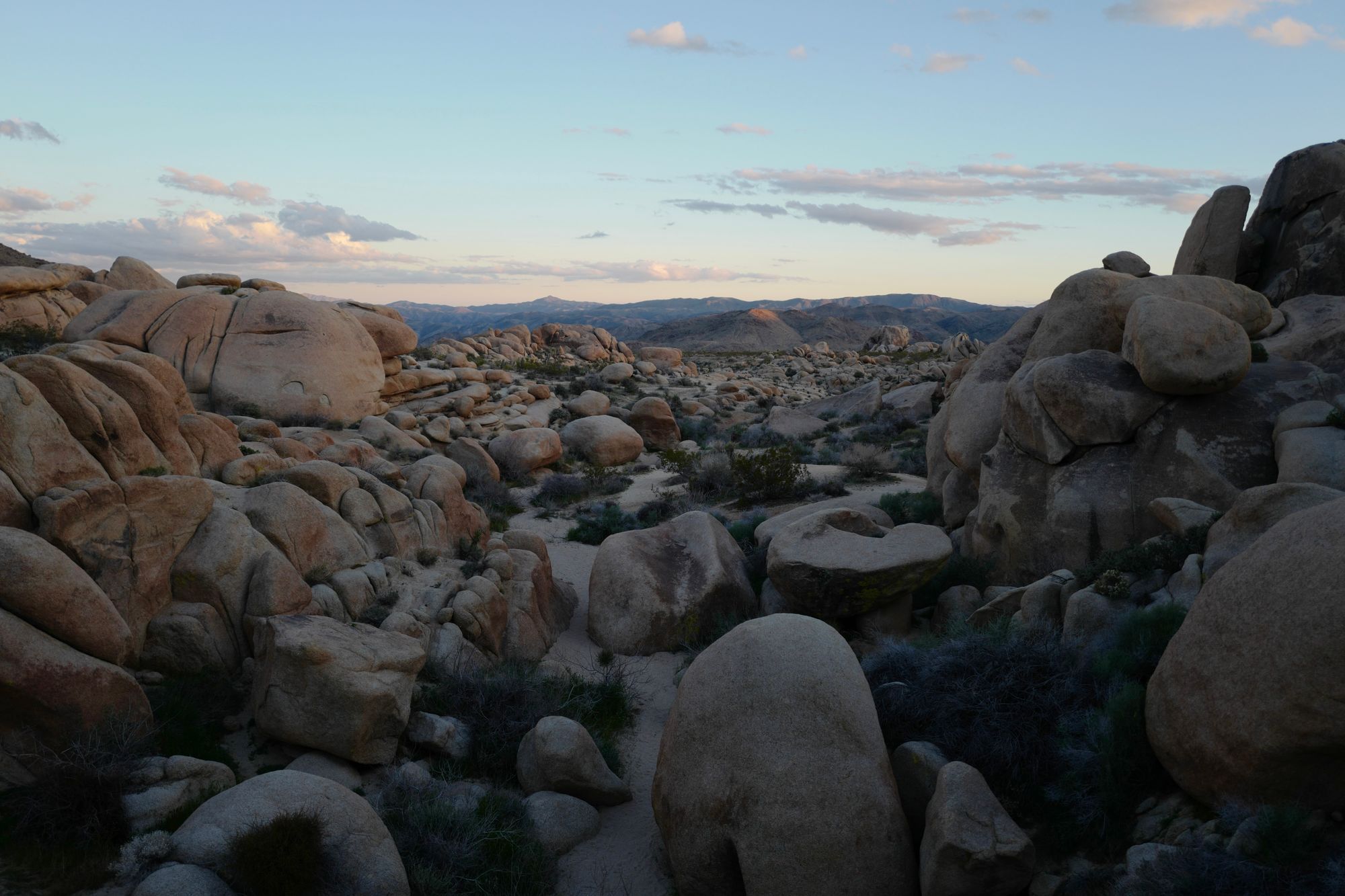 After Traveling: Joshua Tree