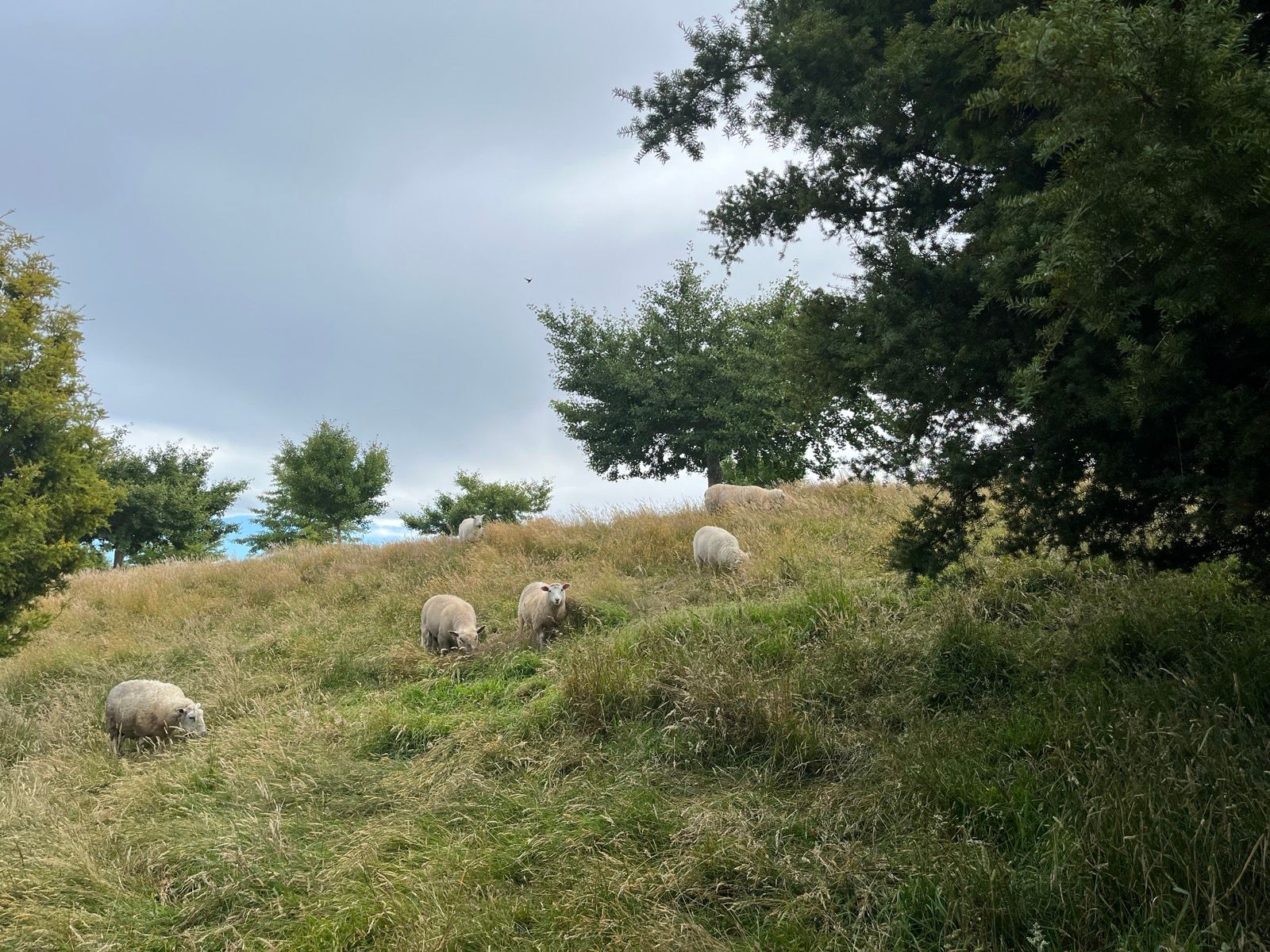 Spitting rain and chewing the fat with the sheep ๐