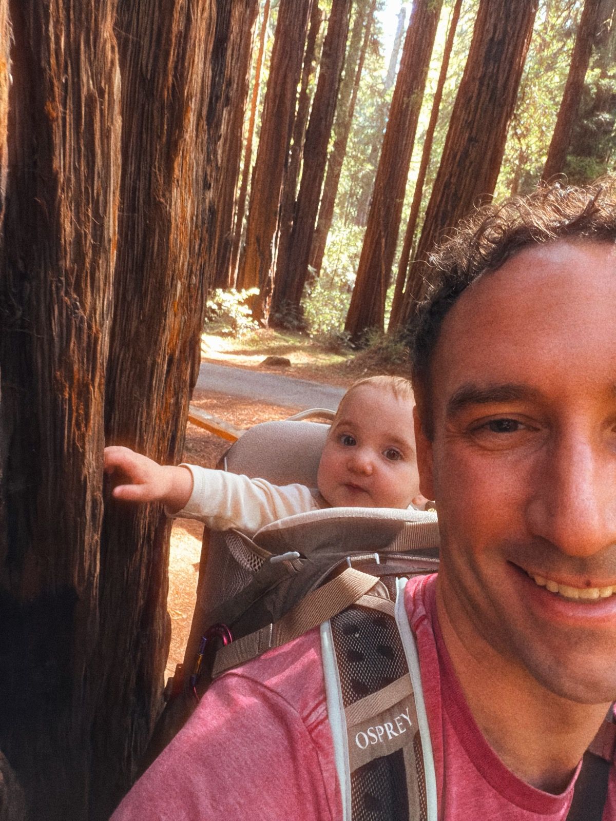 Armstrong redwoods