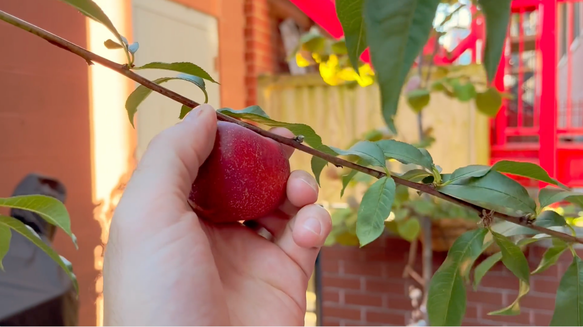 To Pick a Nectarine