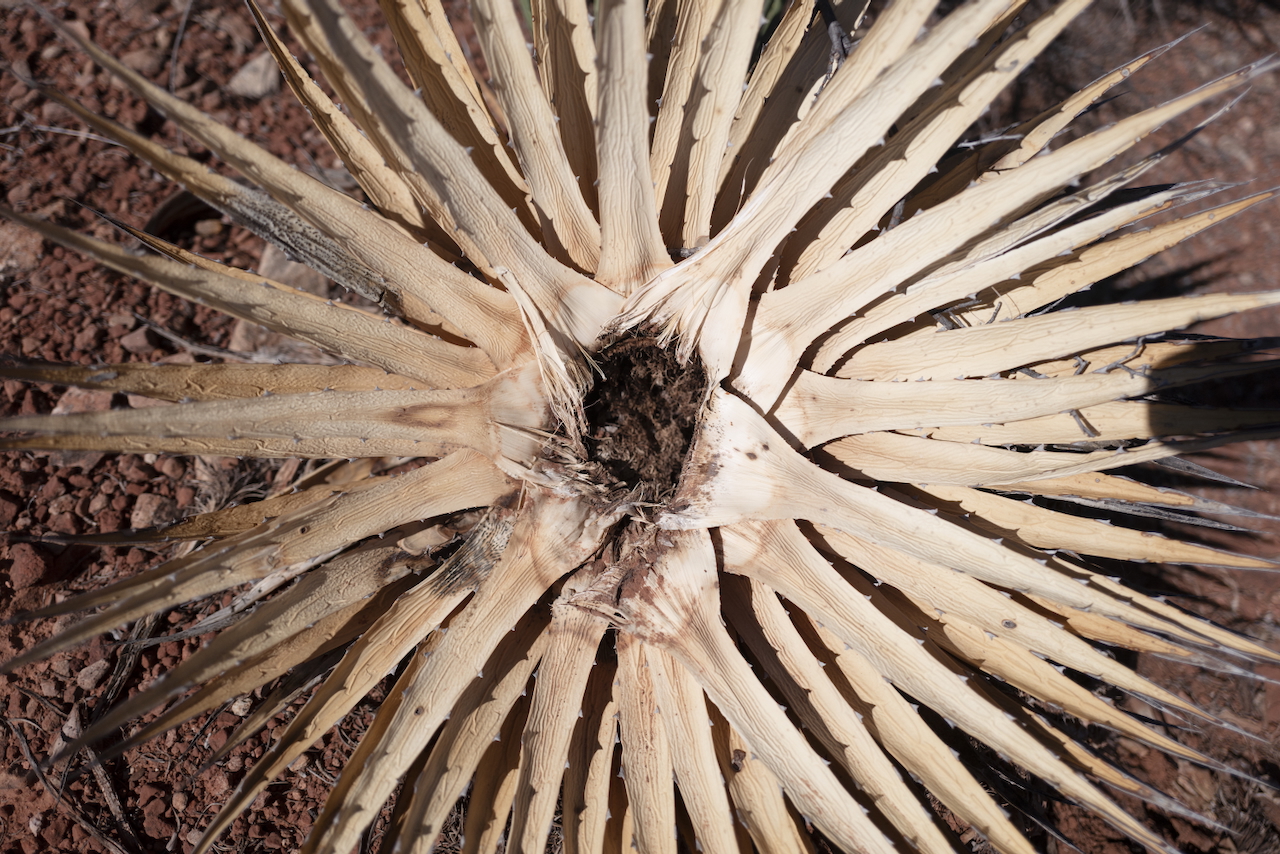 Yucca