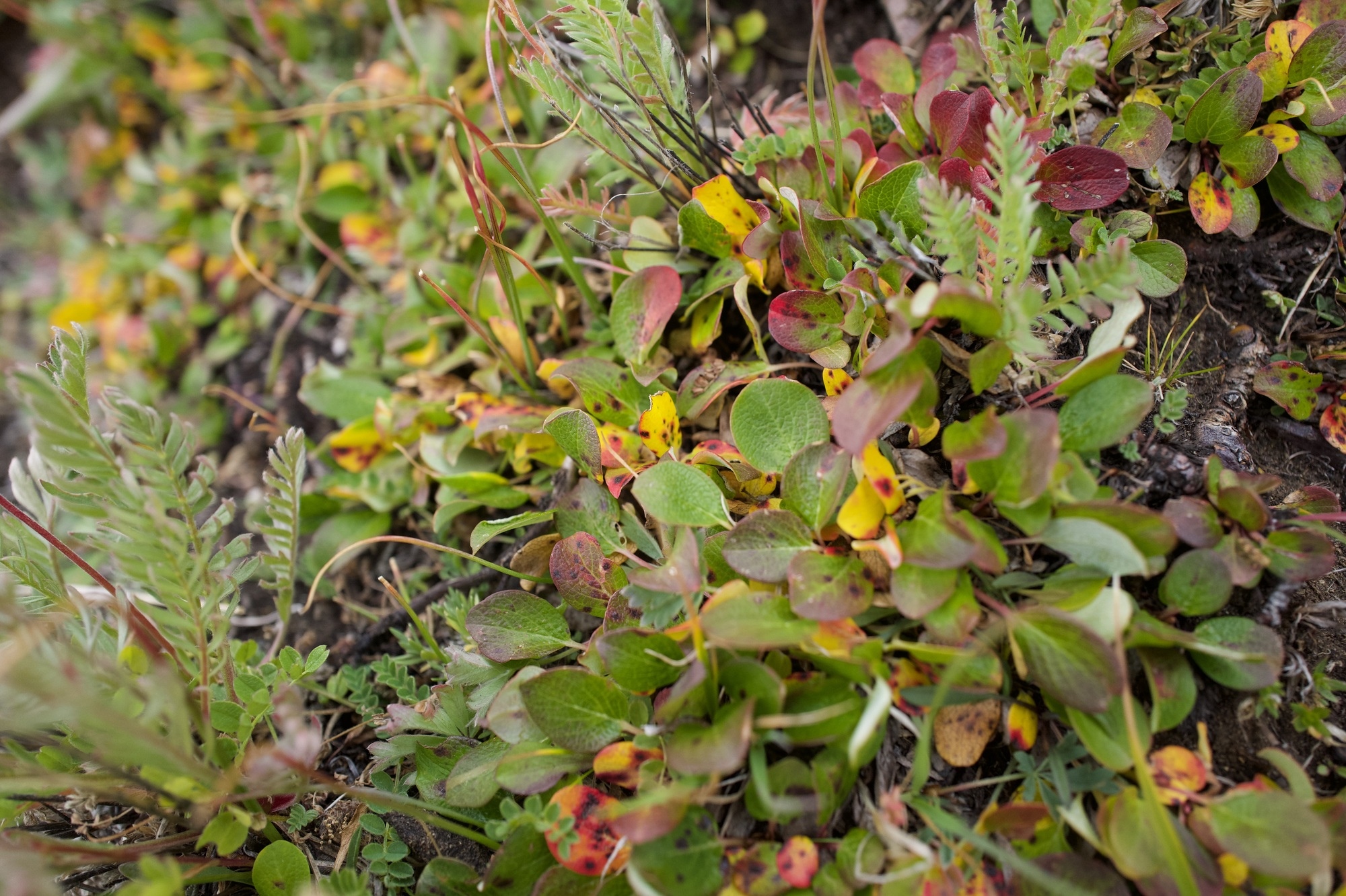 plants