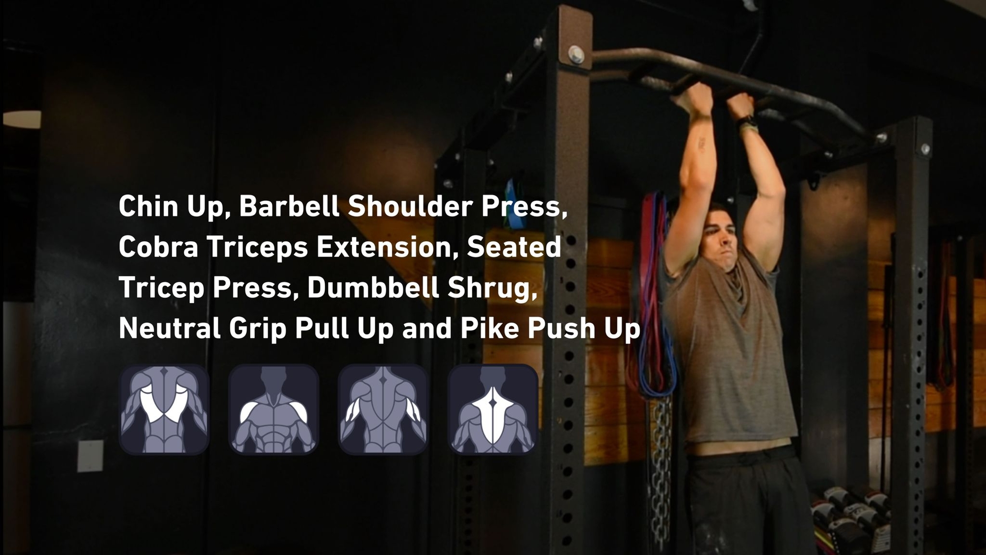Fitbod - Back, Shoulders, Triceps, Trapezius ๐๏ธ