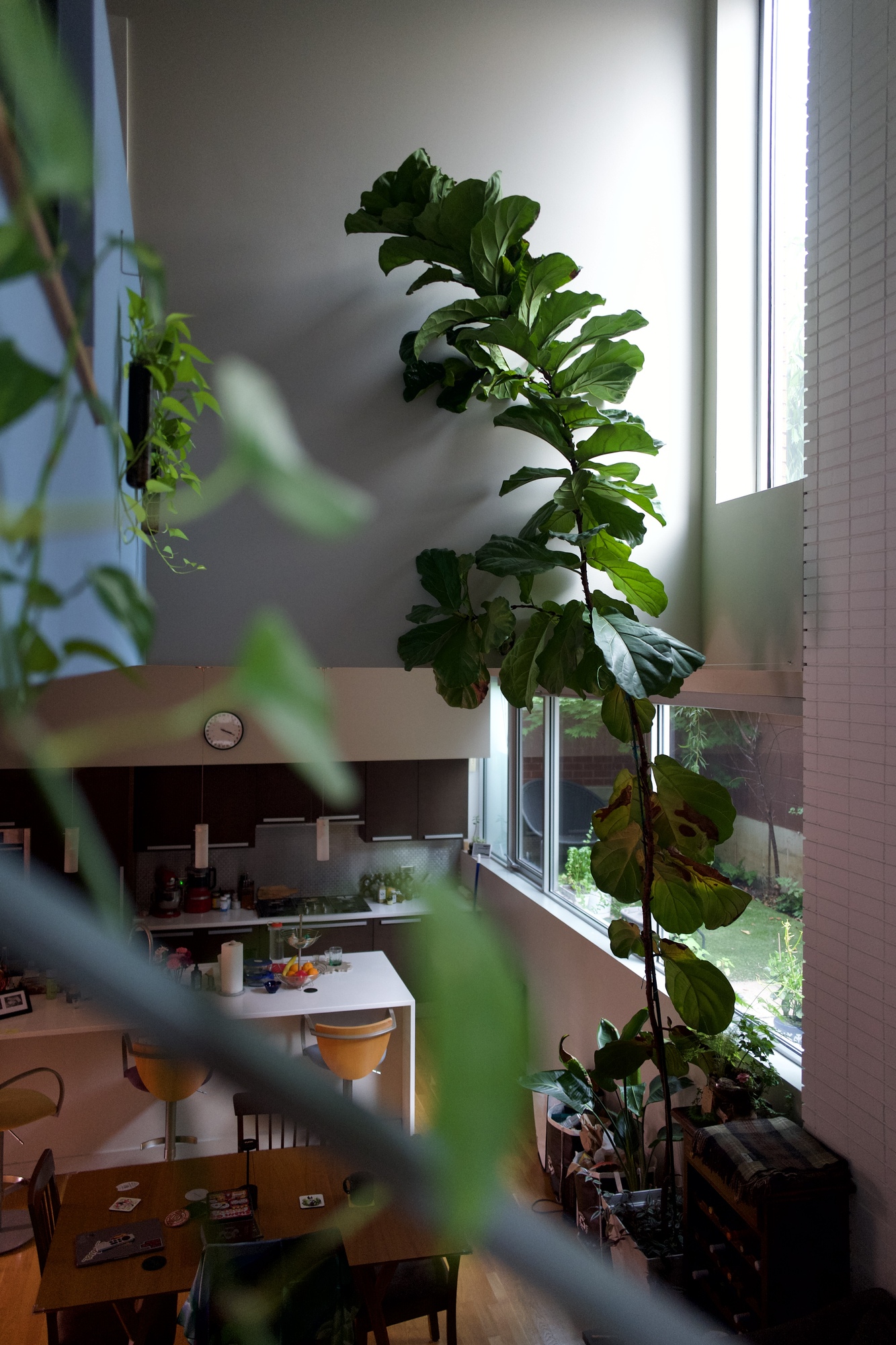 The full height of the fiddle leaf on a cloudy morning