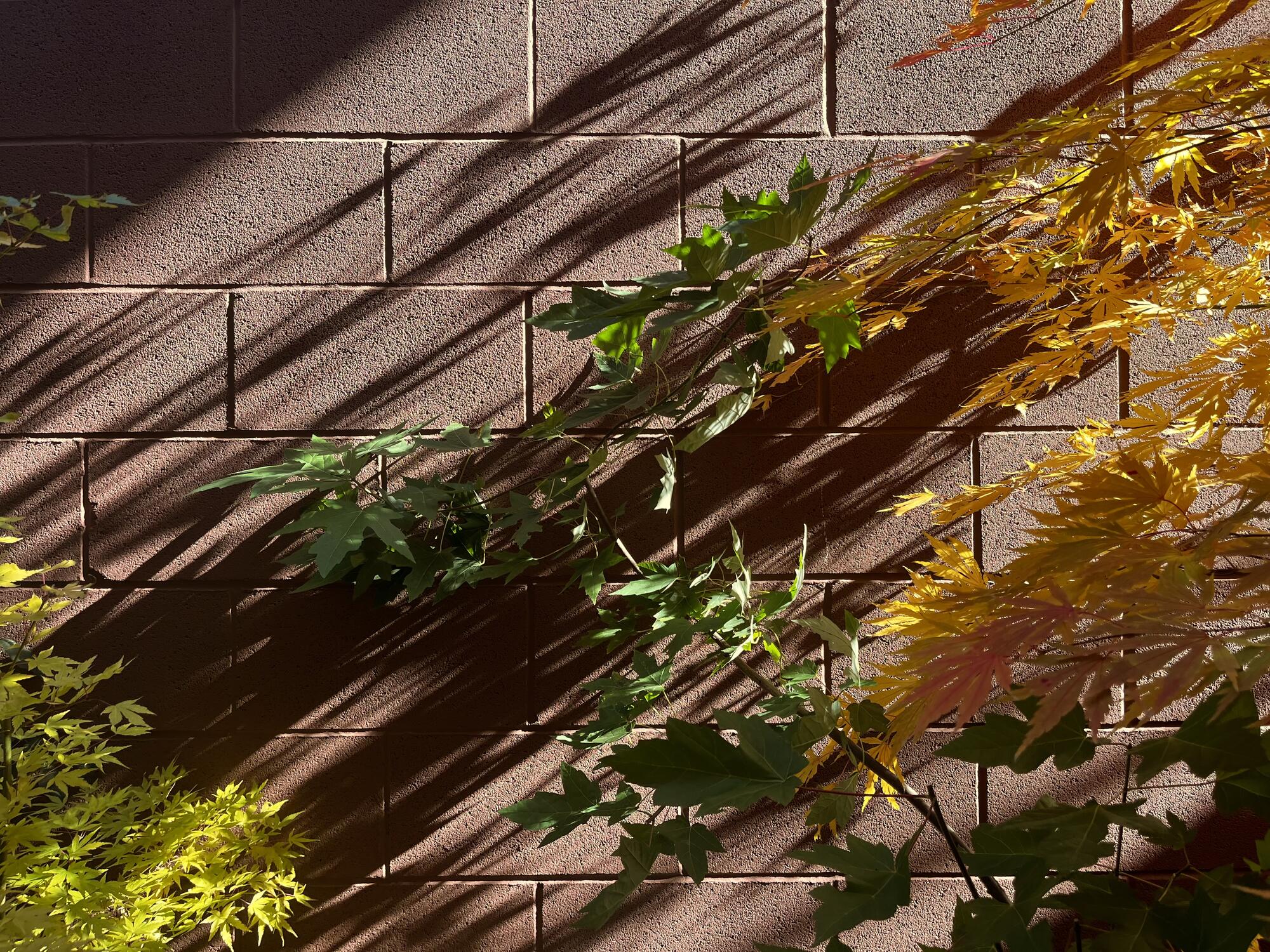 The fall colors in my yard are dazzling me this week